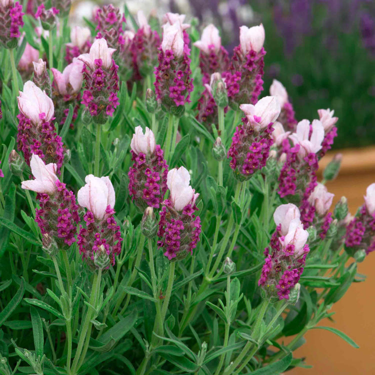Lavender 'Bandera Pink'
