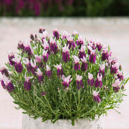 Lavender 'Bandera Pink'