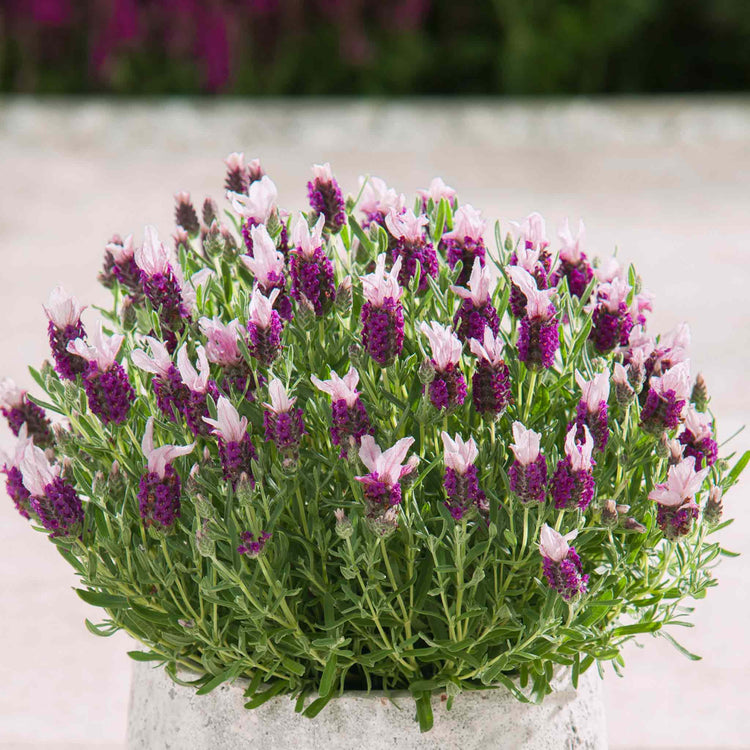 pink lavender tree Lavender Plant 'Bandera Pink'