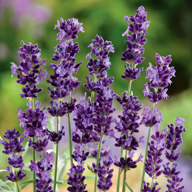 Lavender Plant 'Hidcote'