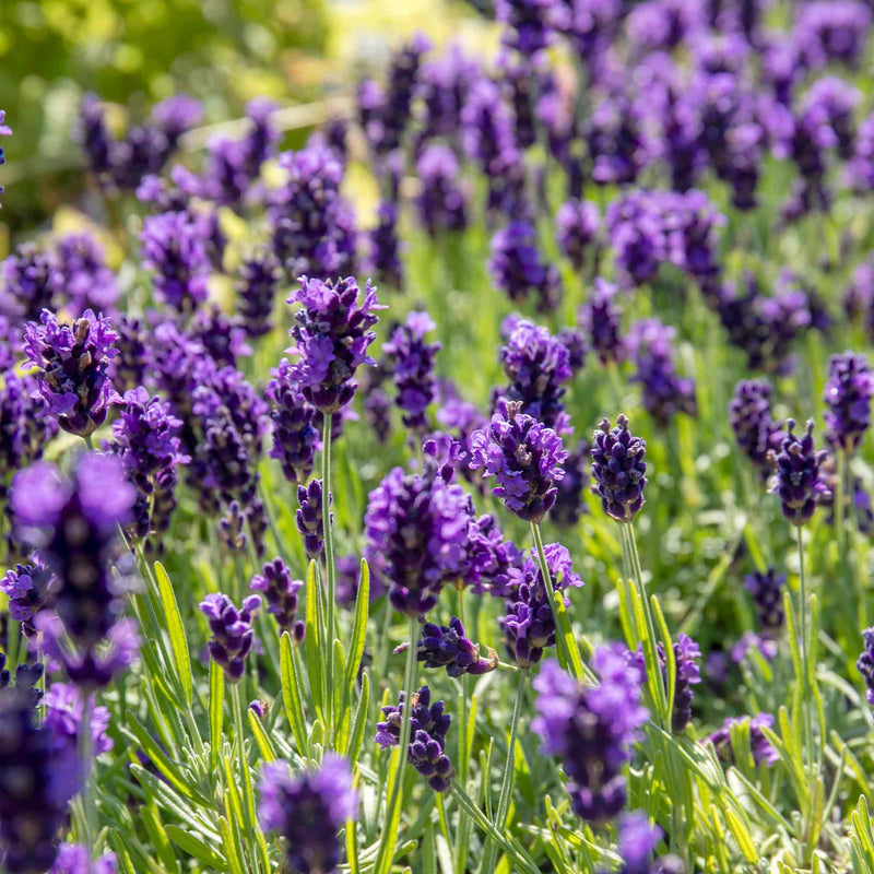 lavender medicinal plant Lavender Plant 'BeeZee Dark Blue'