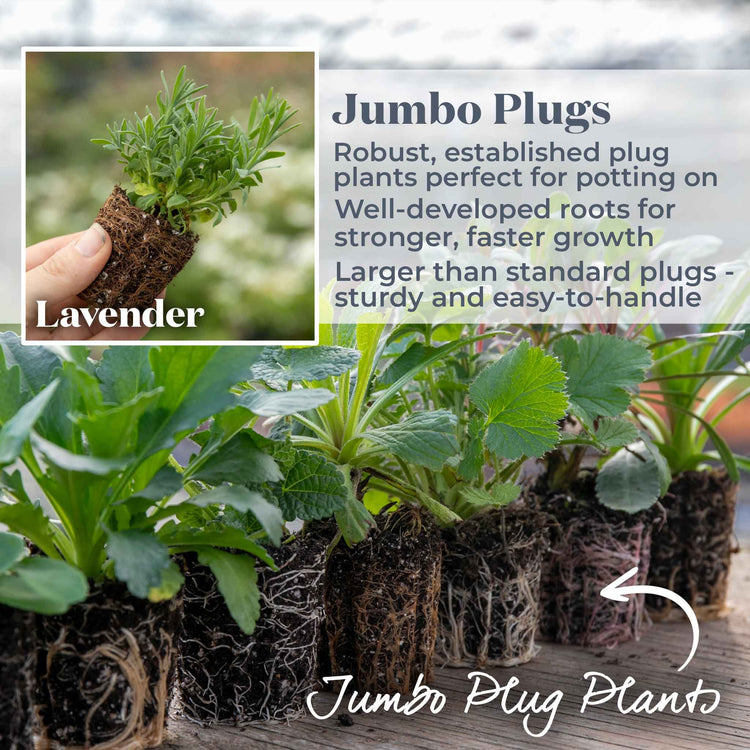 Lavender 'Hidcote Blue'