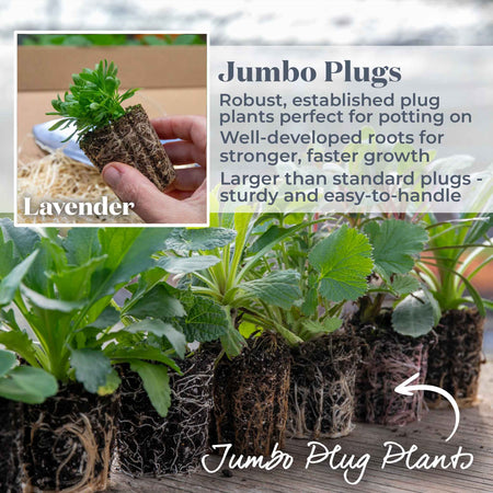 lavender munstead plug plants Lavender Plant 'Munstead Strain'