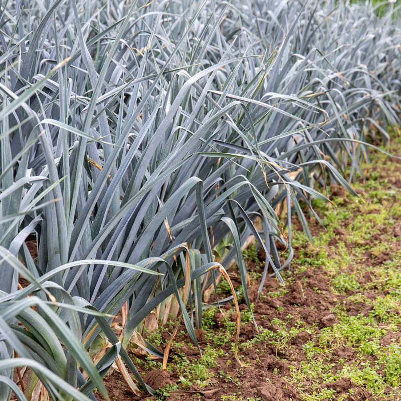 Leek Plant 'Neptune'