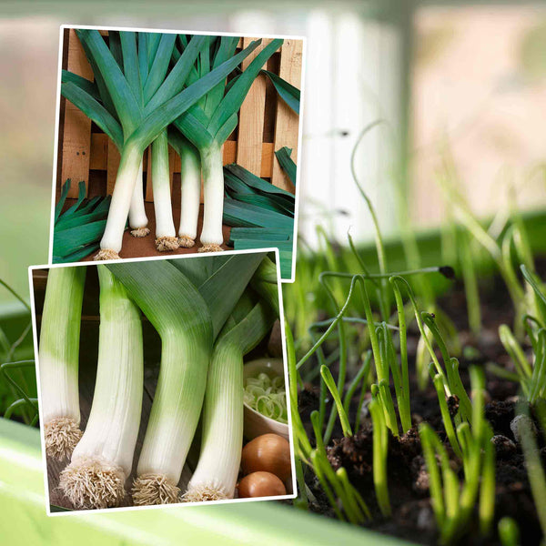 Leek Seeds 'Early and Late Duo Pack'