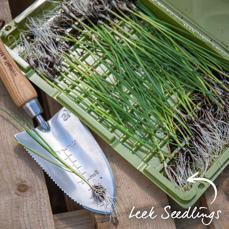 Leek Plant 'Jolant'