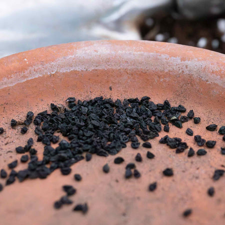 Onion Seeds 'Centro'