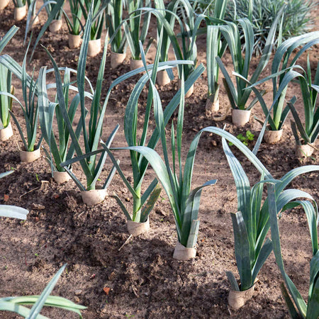 Leek Plant 'Neptune'