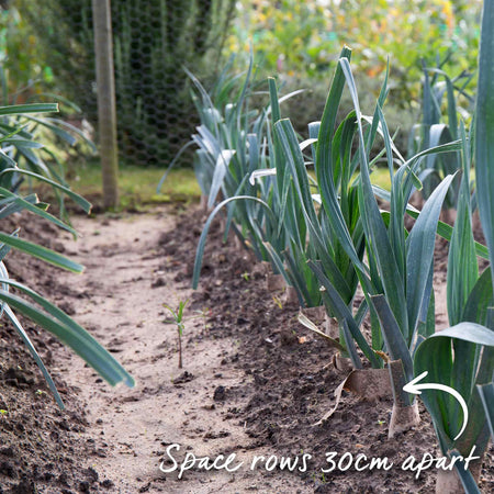 Leek Seeds 'Porbella'