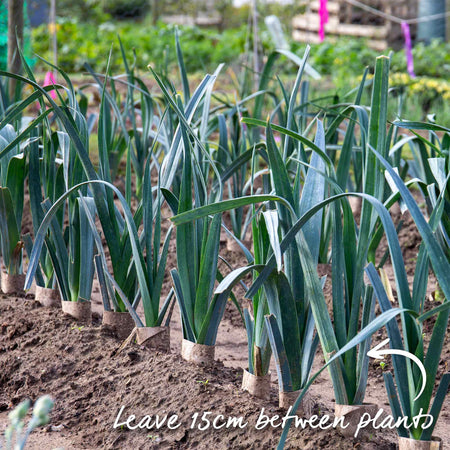 Leek Seeds 'Porbella'