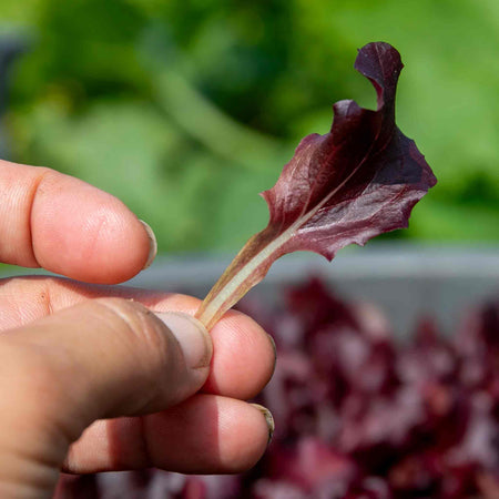 Lettuce Seeds 'Adelita II'