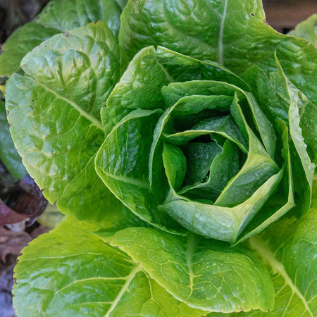 Lettuce Plant 'Cos'
