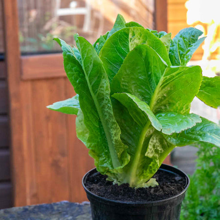 marshalls garden lettuce 'cut and come again' seeds Lettuce Plant 'Cosmic' Cut and Come Again