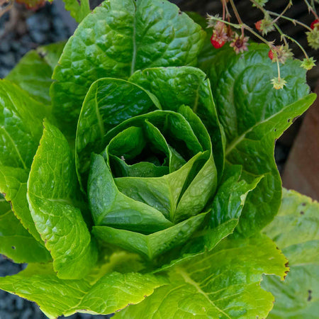 marshalls garden lettuce 'cut and come again' seeds Lettuce Plant 'Cosmic' Cut and Come Again