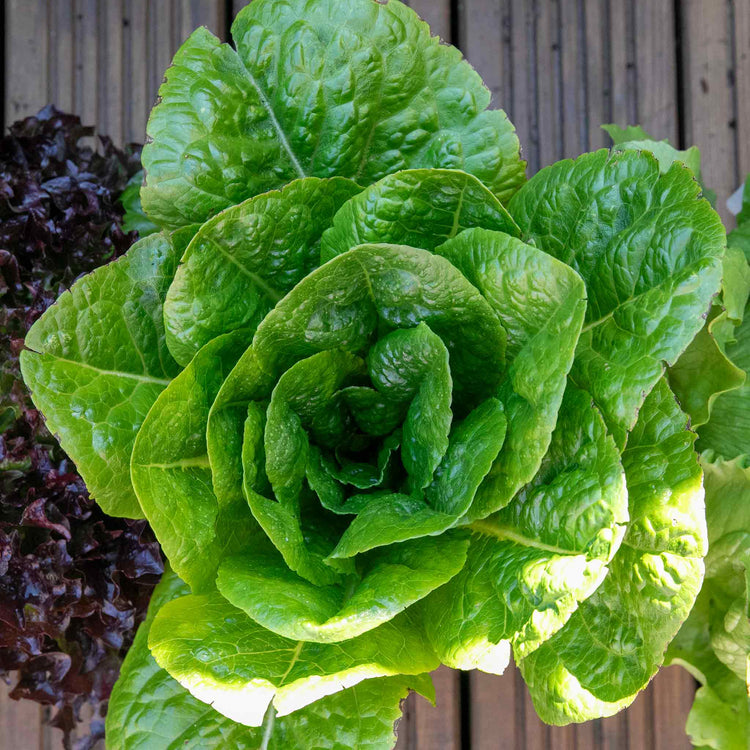 Lettuce Plant 'Cos'