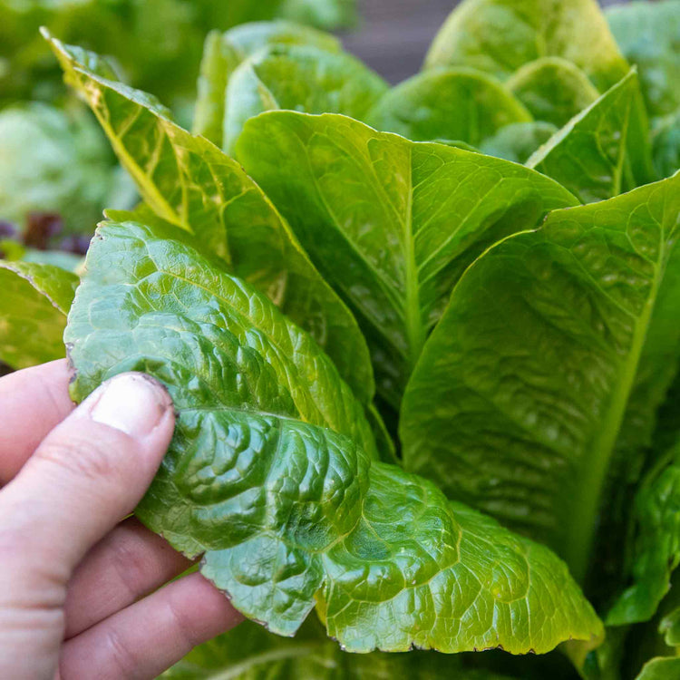 Lettuce Plant 'Cos'