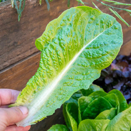 Lettuce Plant 'Cos'