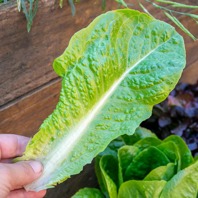 Lettuce Plant 'Cos'