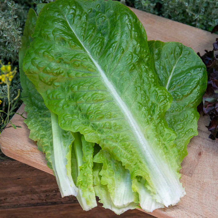 Lettuce Plant 'Cos'