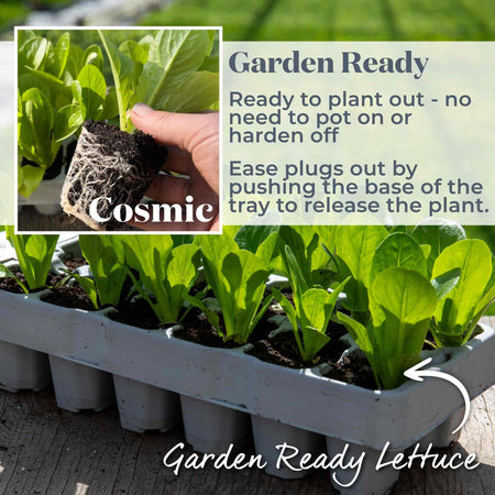 marshalls garden lettuce 'cut and come again' seeds Lettuce Plant 'Cosmic' Cut and Come Again
