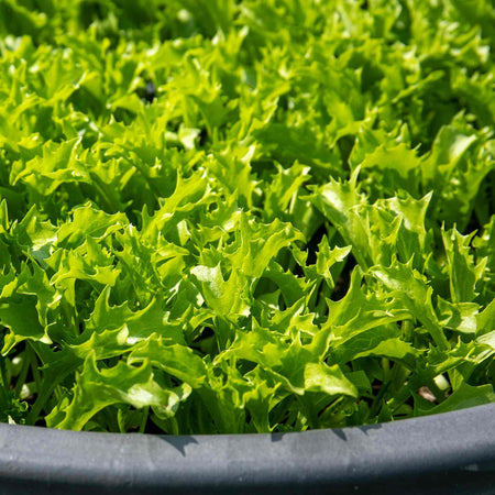 Lettuce Seeds 'Crispita II'