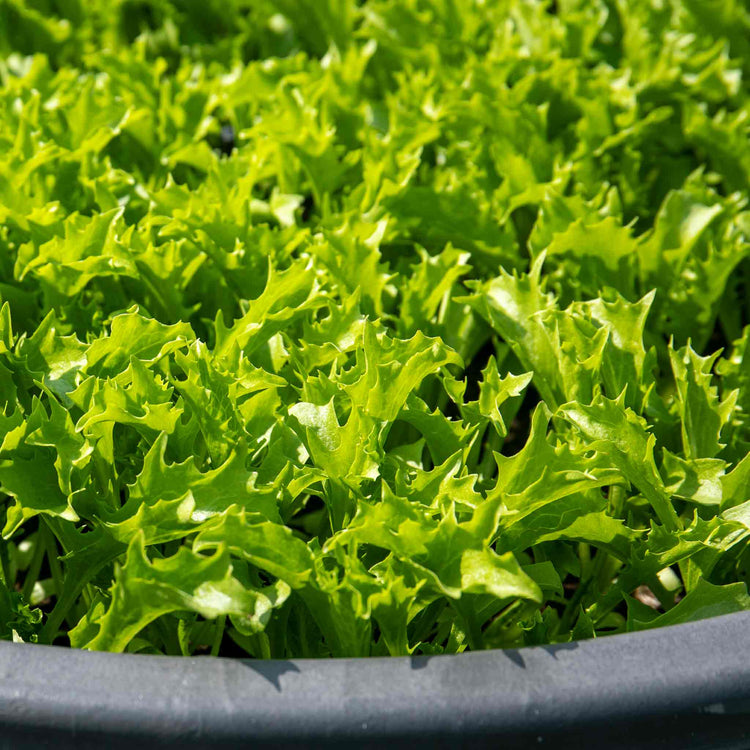 Lettuce Seeds 'Crispita II'