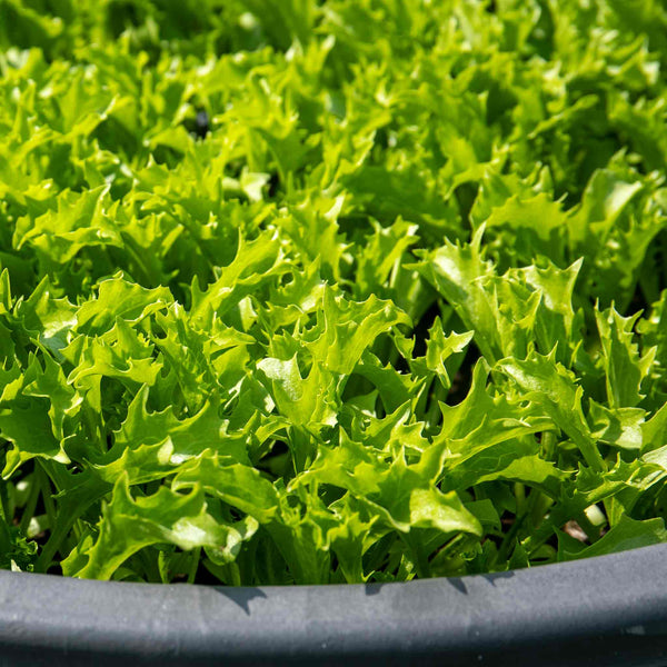 Lettuce Plant 'Crispita II'