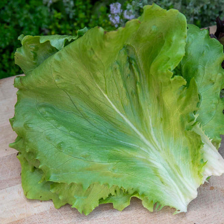 Lettuce Plant 'Saladin'