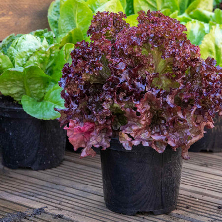 Lettuce Plant 'Lollo Rossa'