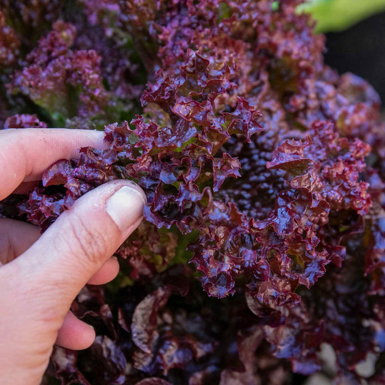 Lettuce Plant 'Lollo Rossa'