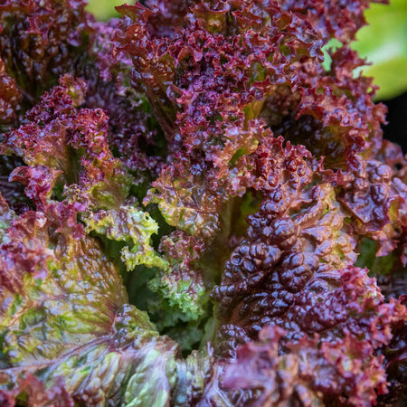 Lettuce Plant 'Lollo Rossa'