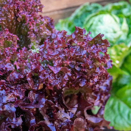 Lettuce Plant 'Lollo Rossa'