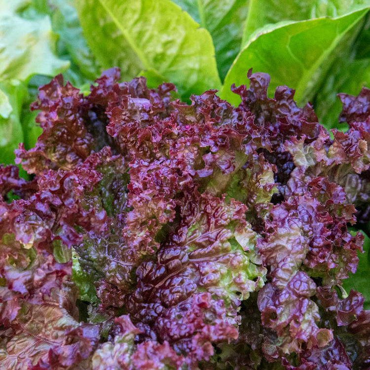 Lettuce Plant 'Lollo Rossa'