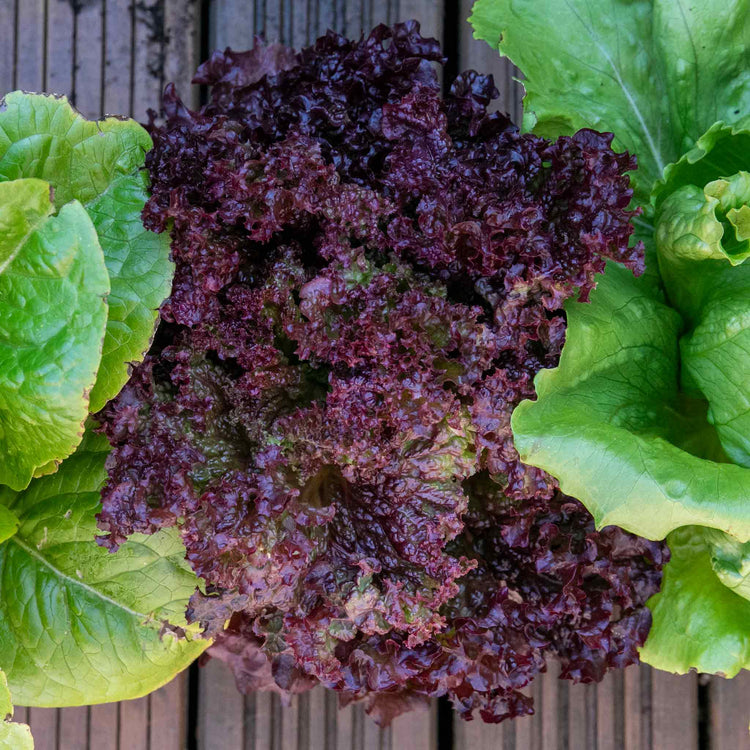 Lettuce Plant 'Lollo Rossa'