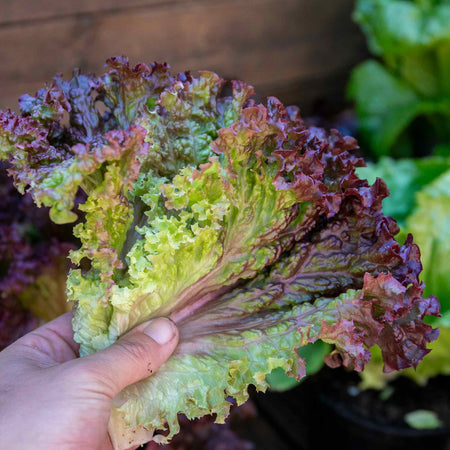 Lettuce Plant 'Lollo Rossa'