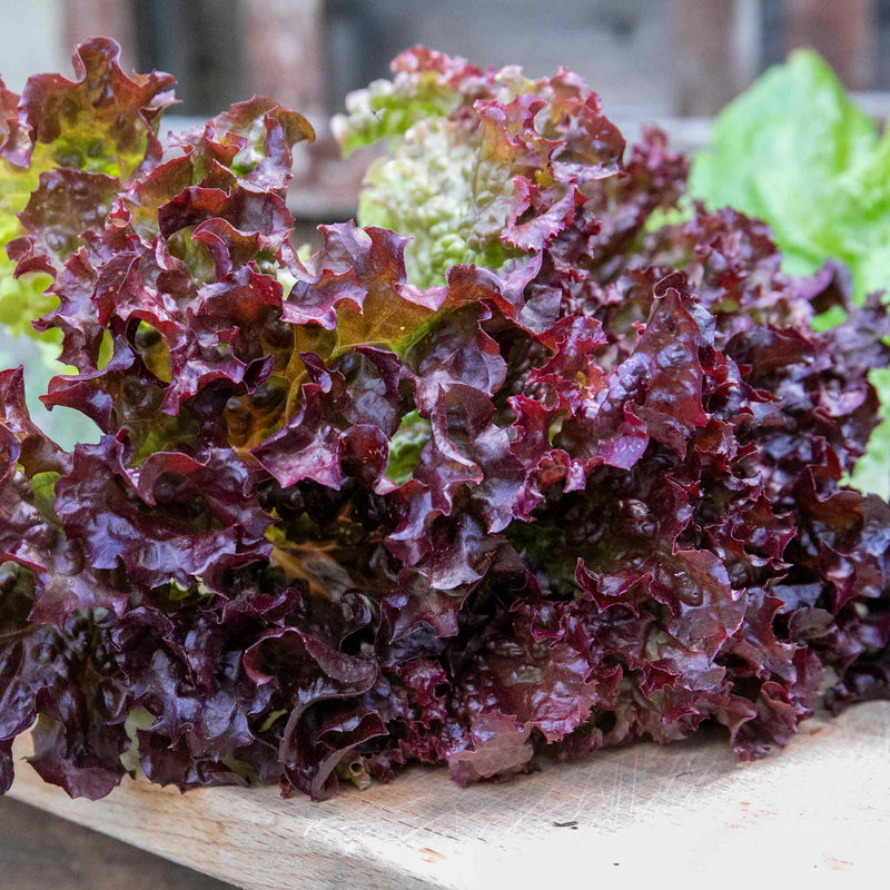 Lettuce Plant 'Lollo Rossa'