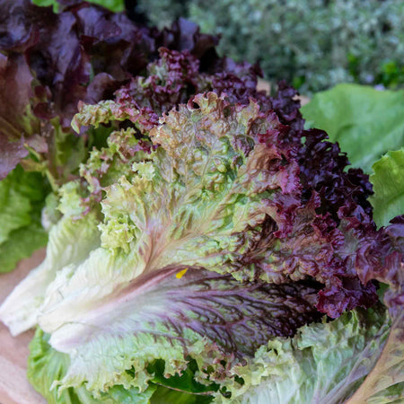 Lettuce Plant 'Lollo Rossa'