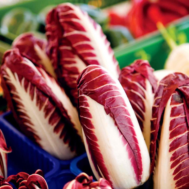 Lettuce Seeds 'Radicchio Trevi'