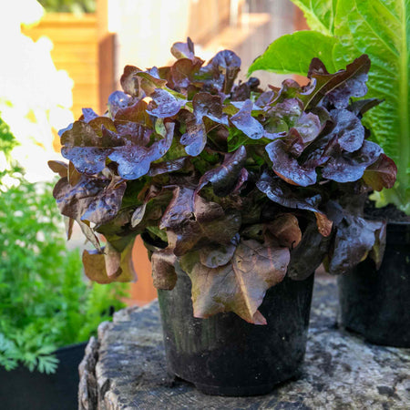 Lettuce Plant 'Oakleaf Red'