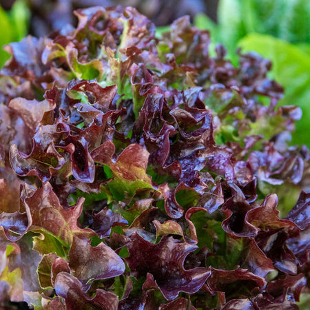 Lettuce Plant 'Oakleaf Red'