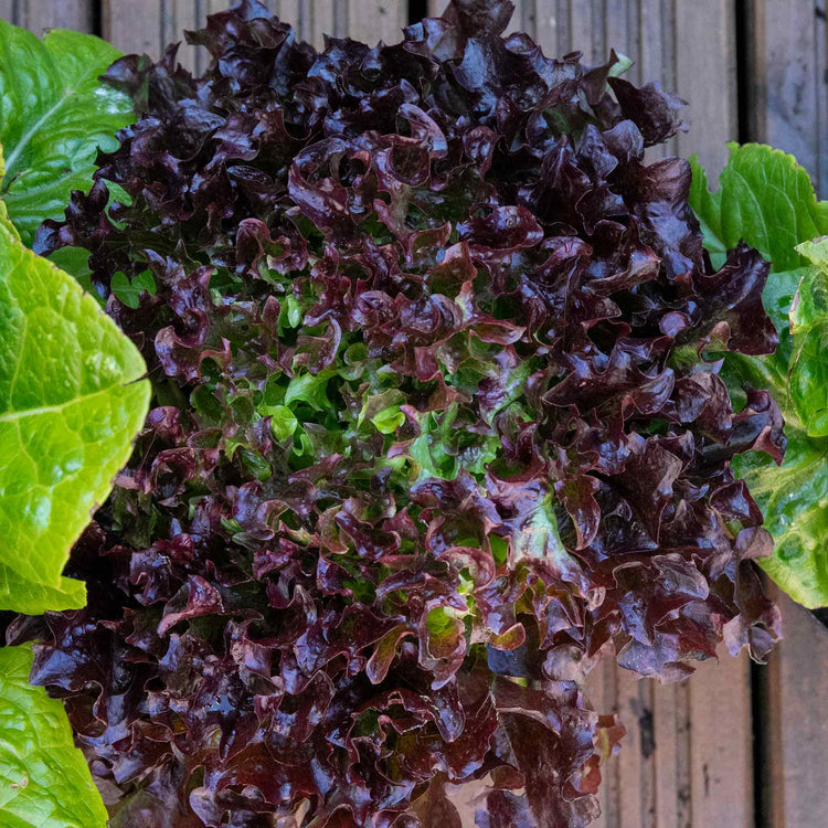 Lettuce Plant 'Oakleaf Red'