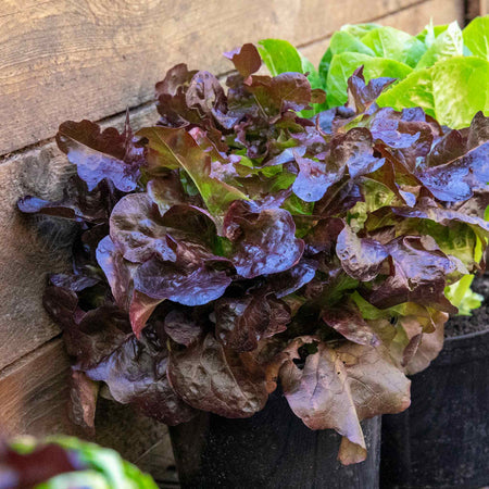 Lettuce Plant 'Oakleaf Red'