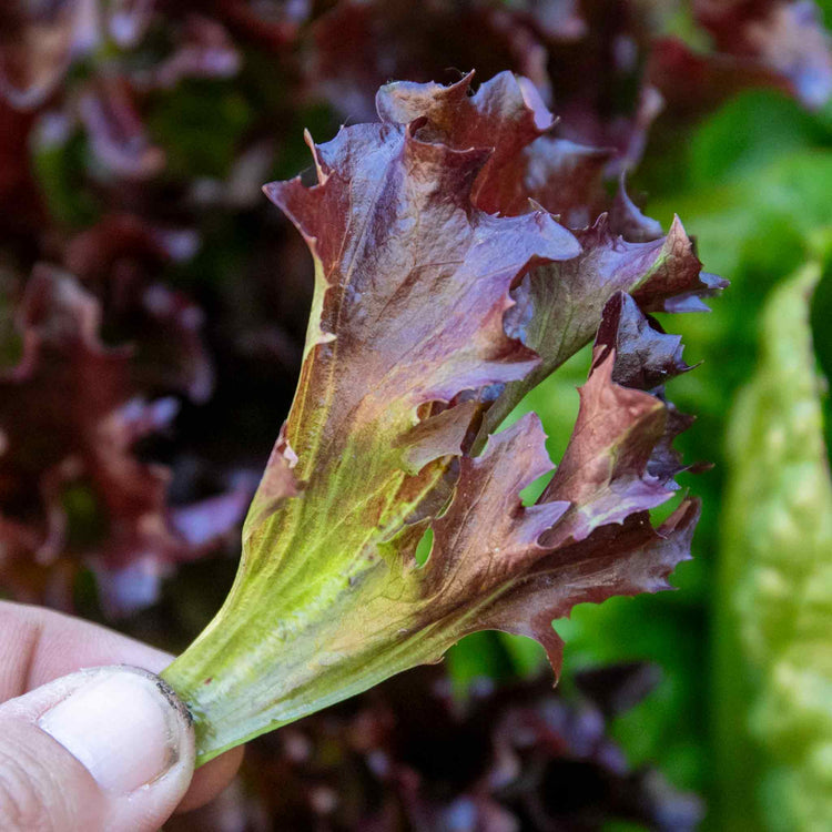 Lettuce Plant 'Oakleaf Red'