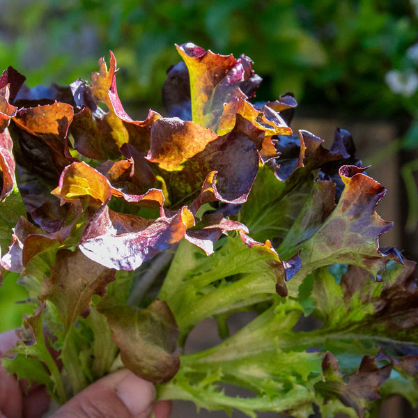 Lettuce Plant 'Oakleaf Red'