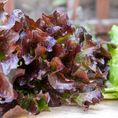 Lettuce Plant 'Oakleaf Red'