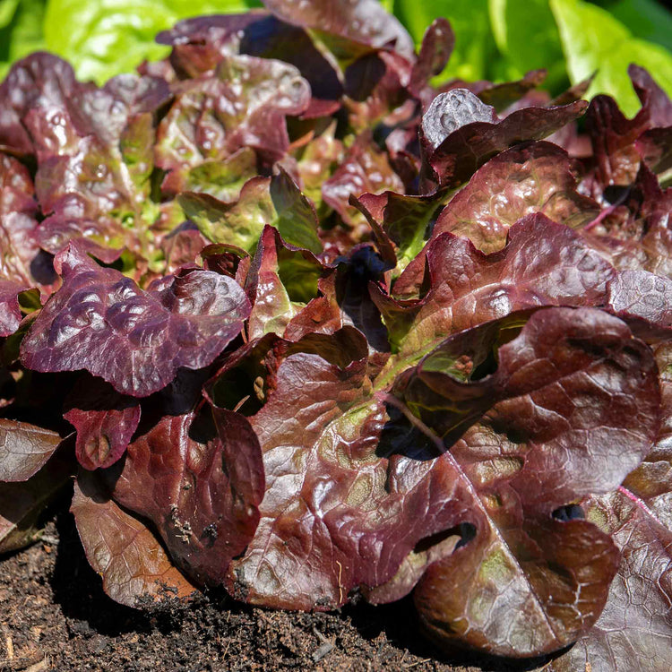 Lettuce Plant 'Oakleaf Red'