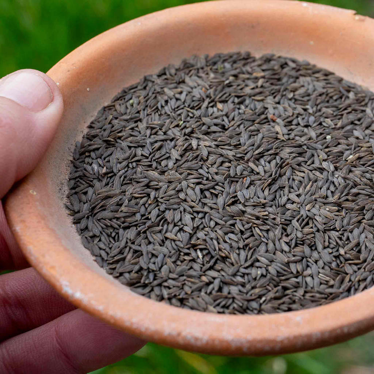 Lettuce Seeds 'Little Gem'