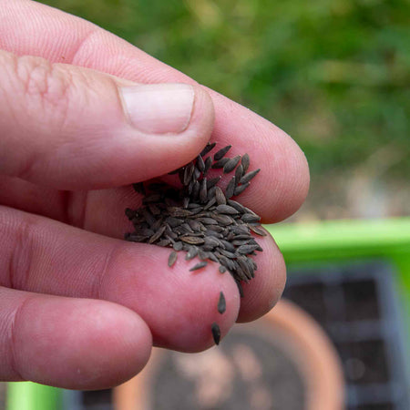 Lettuce Seeds 'Amaze'