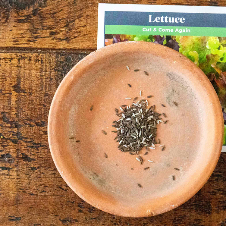 Lettuce Seeds 'Cut and Come Again'