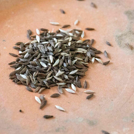 Lettuce Seeds 'Cut and Come Again'